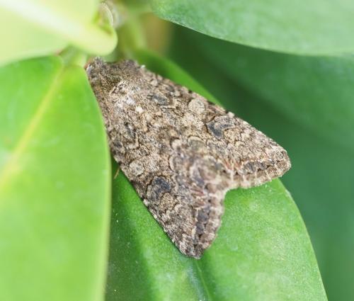Réf. 309 167 : Anarta trifolii